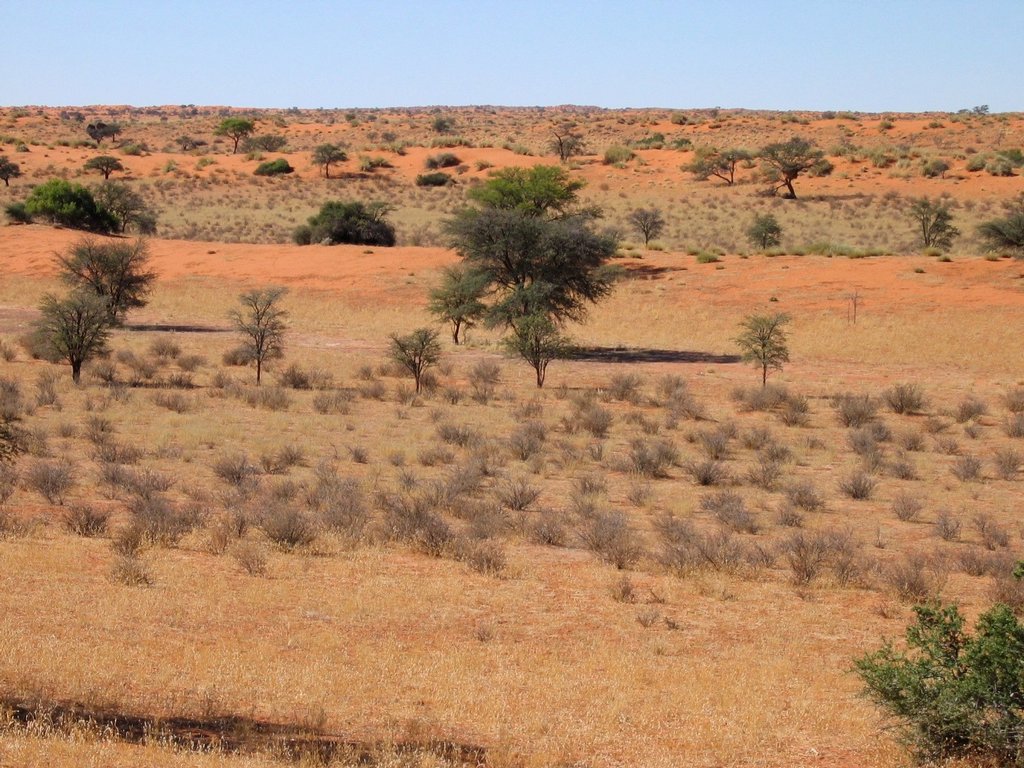 kalahari-desert Sub Saharan Desert