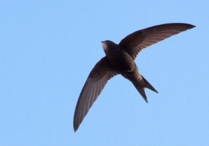 2-spine-tailed-swift