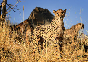 7-Cheetah
