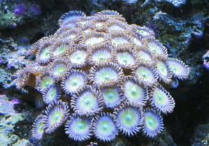 5-corals