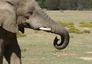 1-elephant