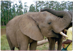 2-elephant
