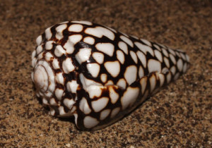 3-Marbled