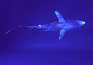 9-shark