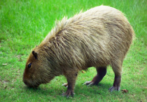 2-Capybara