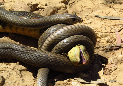 Top 10 Highly Poisonous Killer Snakes