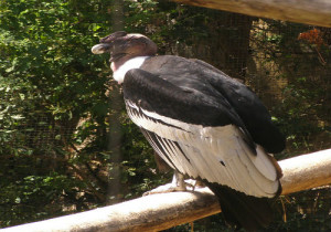 4-Andean Condor