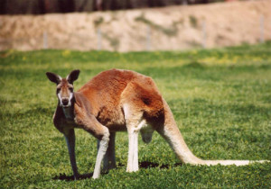6-kangaroo