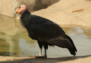 8-California Condor