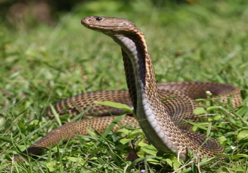 Top 10 Highly Poisonous Killer Snakes