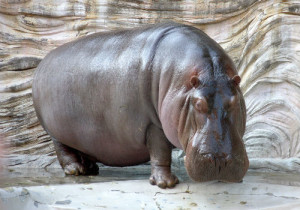 9-Hippopotamus