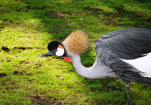 9-grey-crowned-crane-331988_640