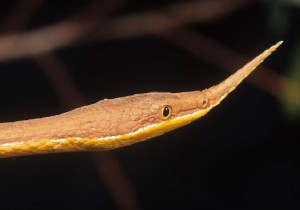 2-Malagsy Leaf-nosed snake