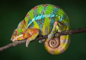 5-Phanter Chameleon