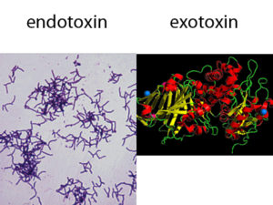 endotoxin-vs-exotoxin
