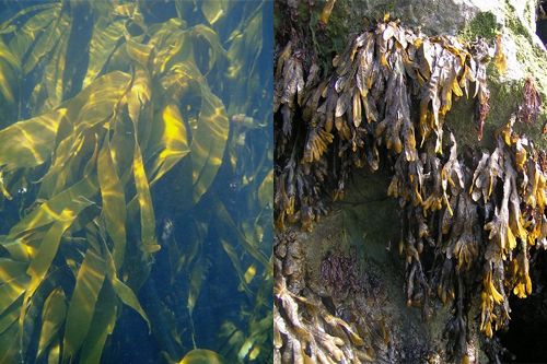 difference-between-kelp-vs-seaweed